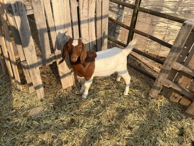 Boer Goat Wether, Meat Goat