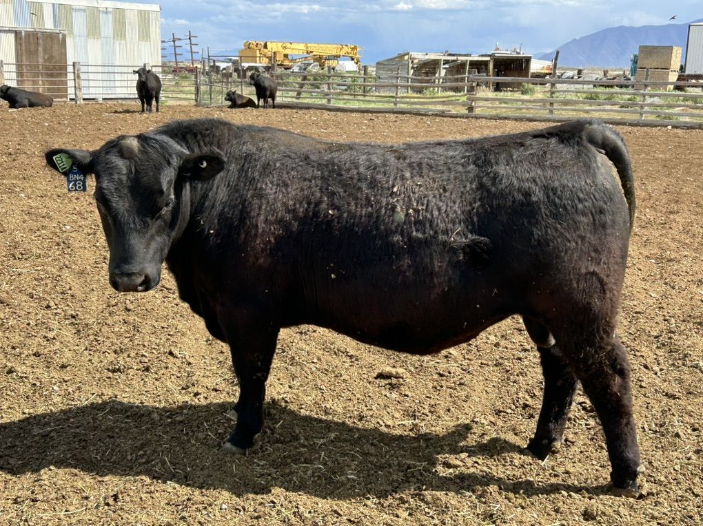 Registered Angus Bulls
