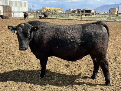 Registered Angus Bulls
