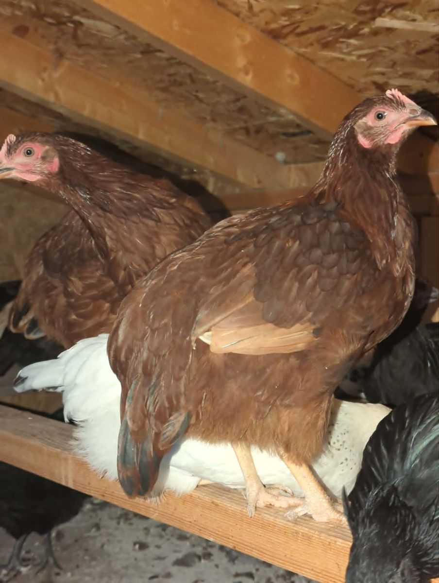 Rhode Island Red Pullets