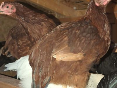 Rhode Island Red Pullets