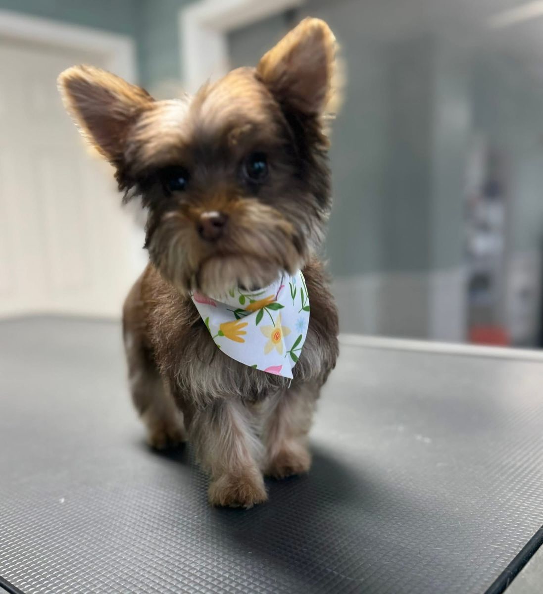 Teacup Yorkie