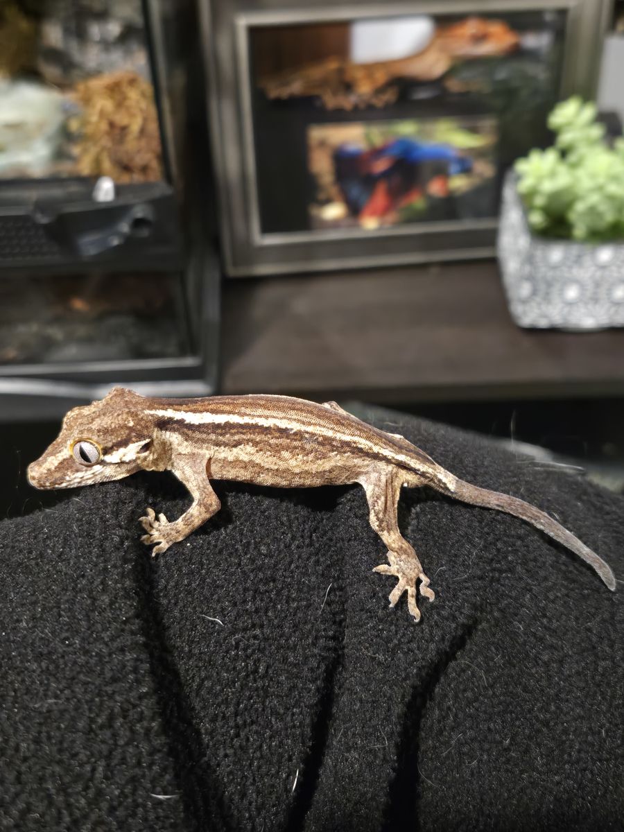 Gargoyle Gecko!