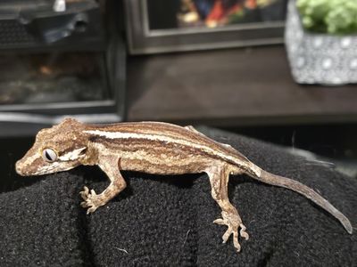 Gargoyle Gecko!