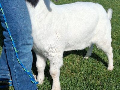 Boer Doeling