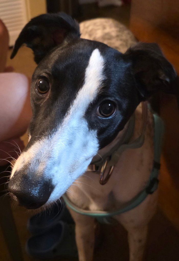 Greyhound AKC