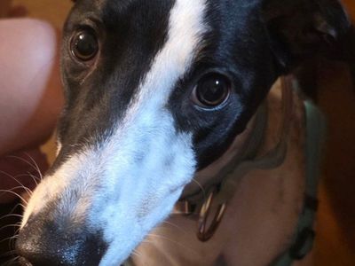 Greyhound AKC