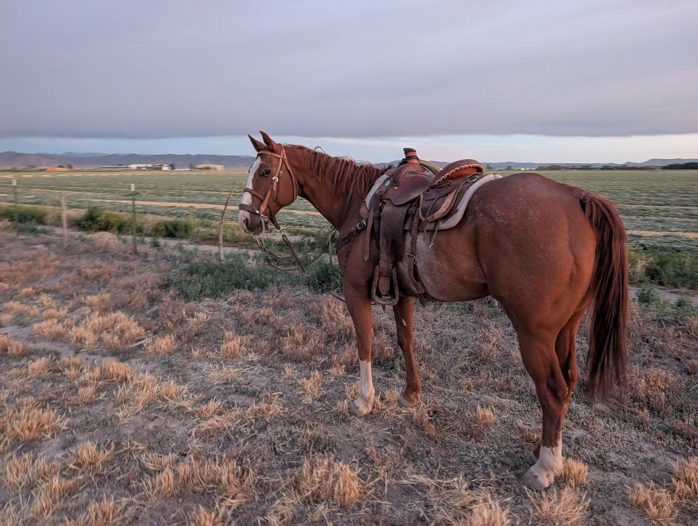 Ranch Gelding