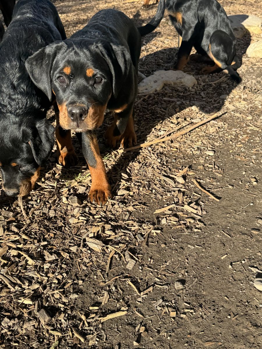 Rottweiler Puppy