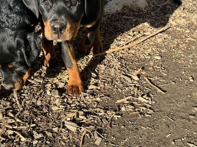 Rottweiler Puppy