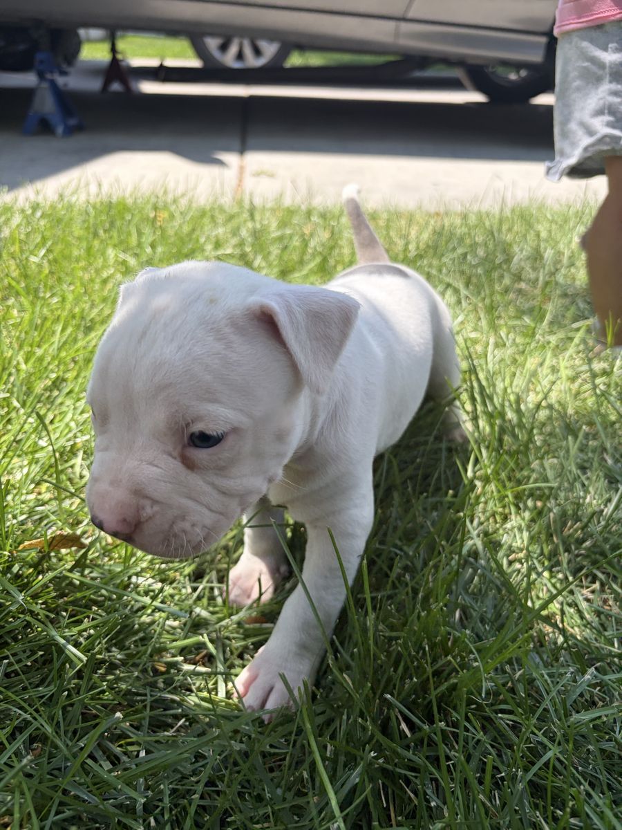 pitbull puppies