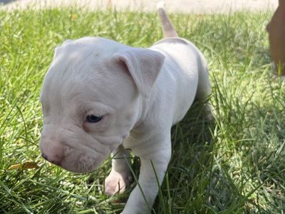 pitbull puppies