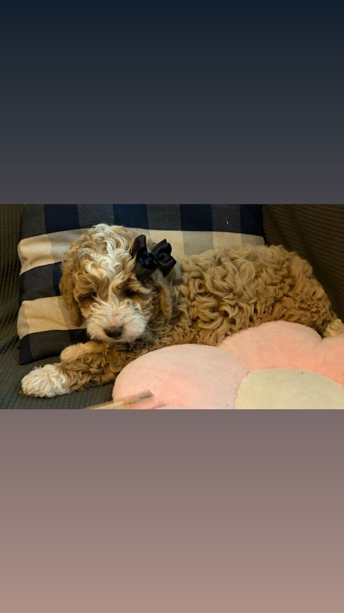 Adorable F3 Goldendoodle Puppy Ready for Her New Home