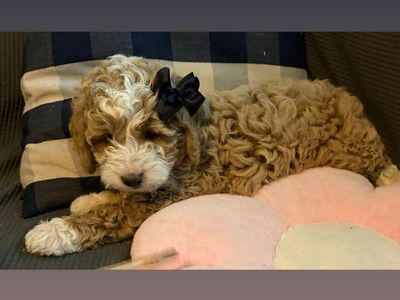 Adorable F3 Goldendoodle Puppy Ready for Her New Home