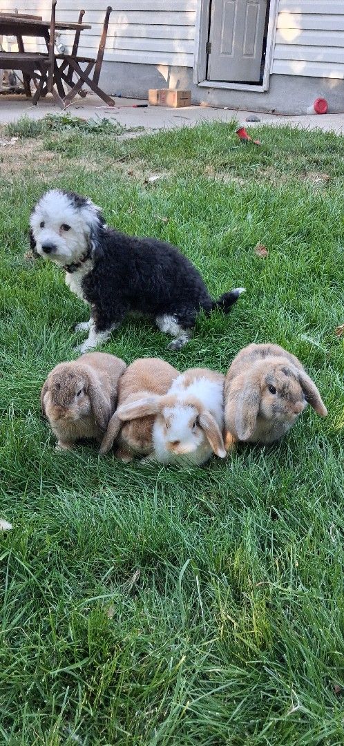 Holland Lop Doe