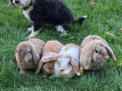 Holland Lop Doe