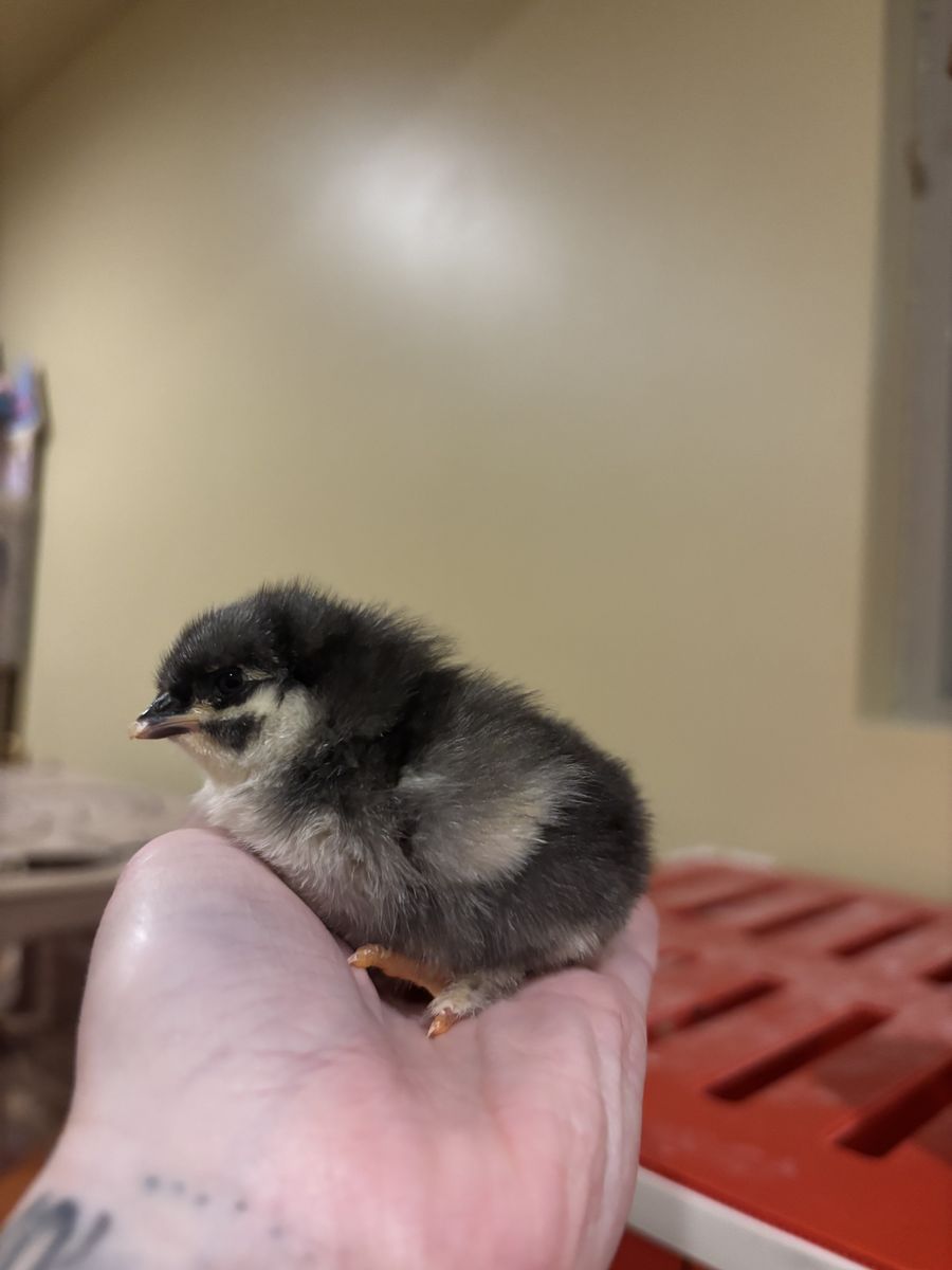 Black copper Marans chicks