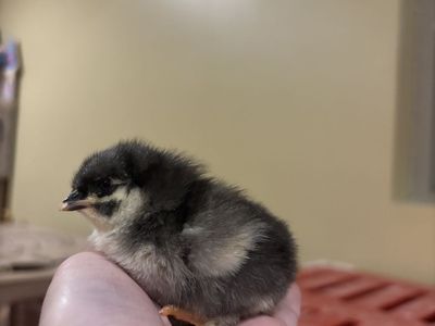 Black copper Marans chicks