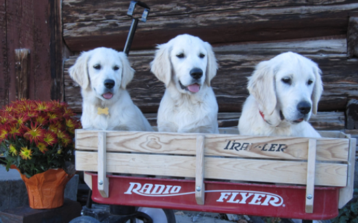 Premium Golden Retriever Breeding Program For Sale