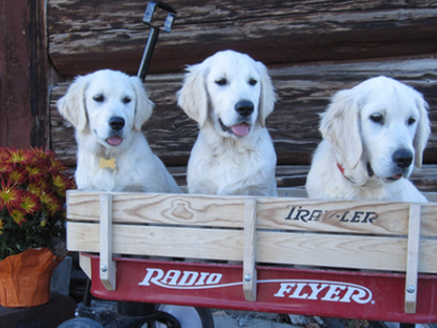 Premium Golden Retriever Breeding Program For Sale
