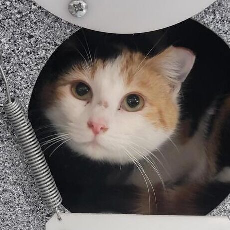 Hello my name is Isles