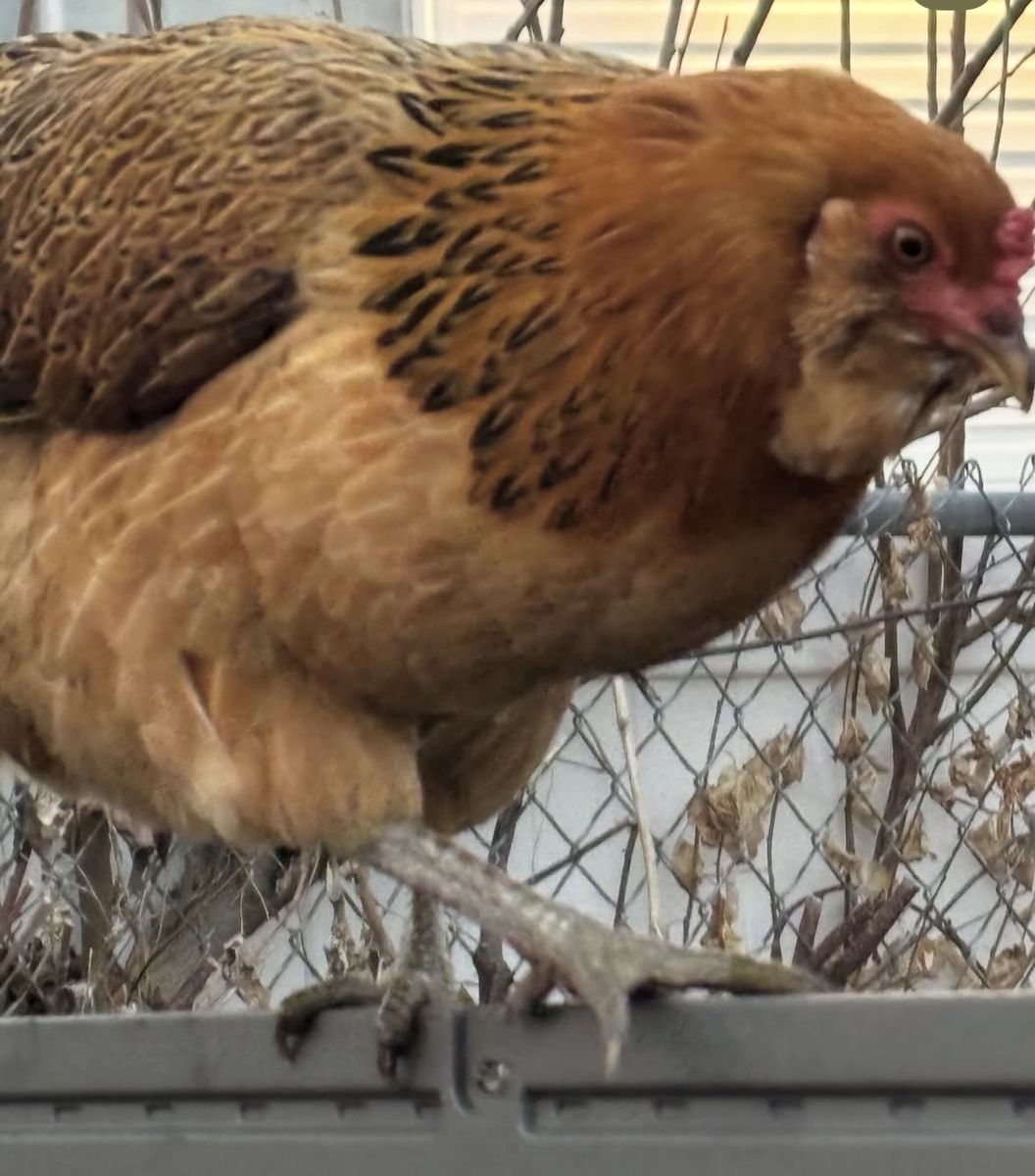 Americana hen chicken