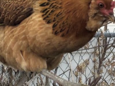 Americana hen chicken