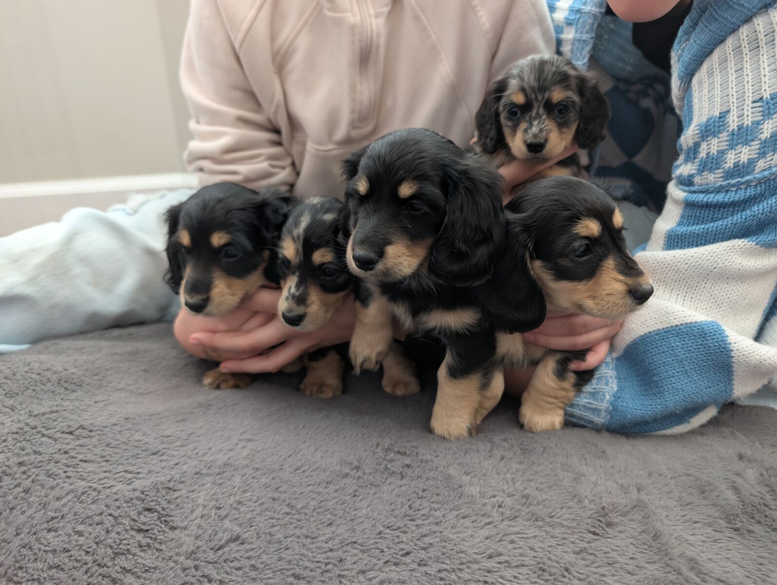 AKC long hair mini dachshund puppies