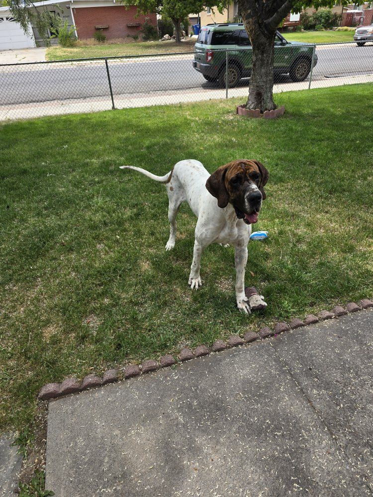 Male great dane
