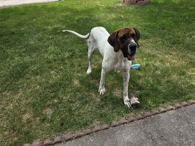 Male great dane