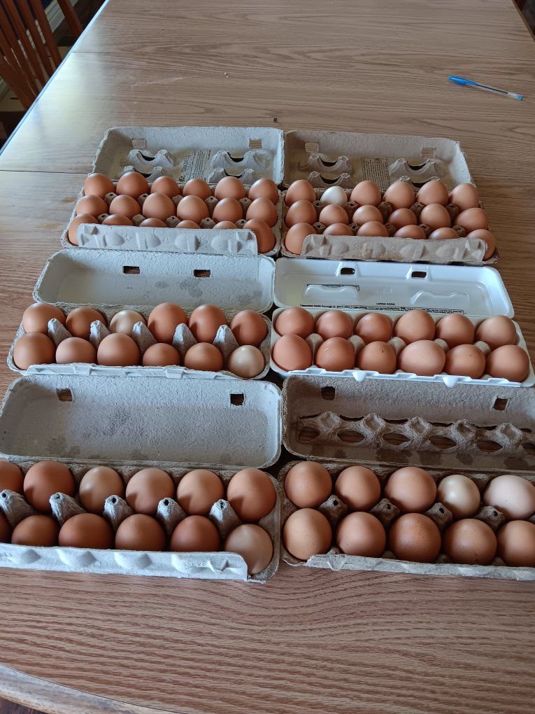 eggs
