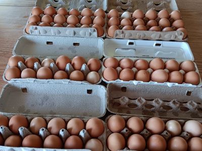 eggs