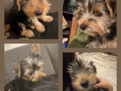 Yorkies