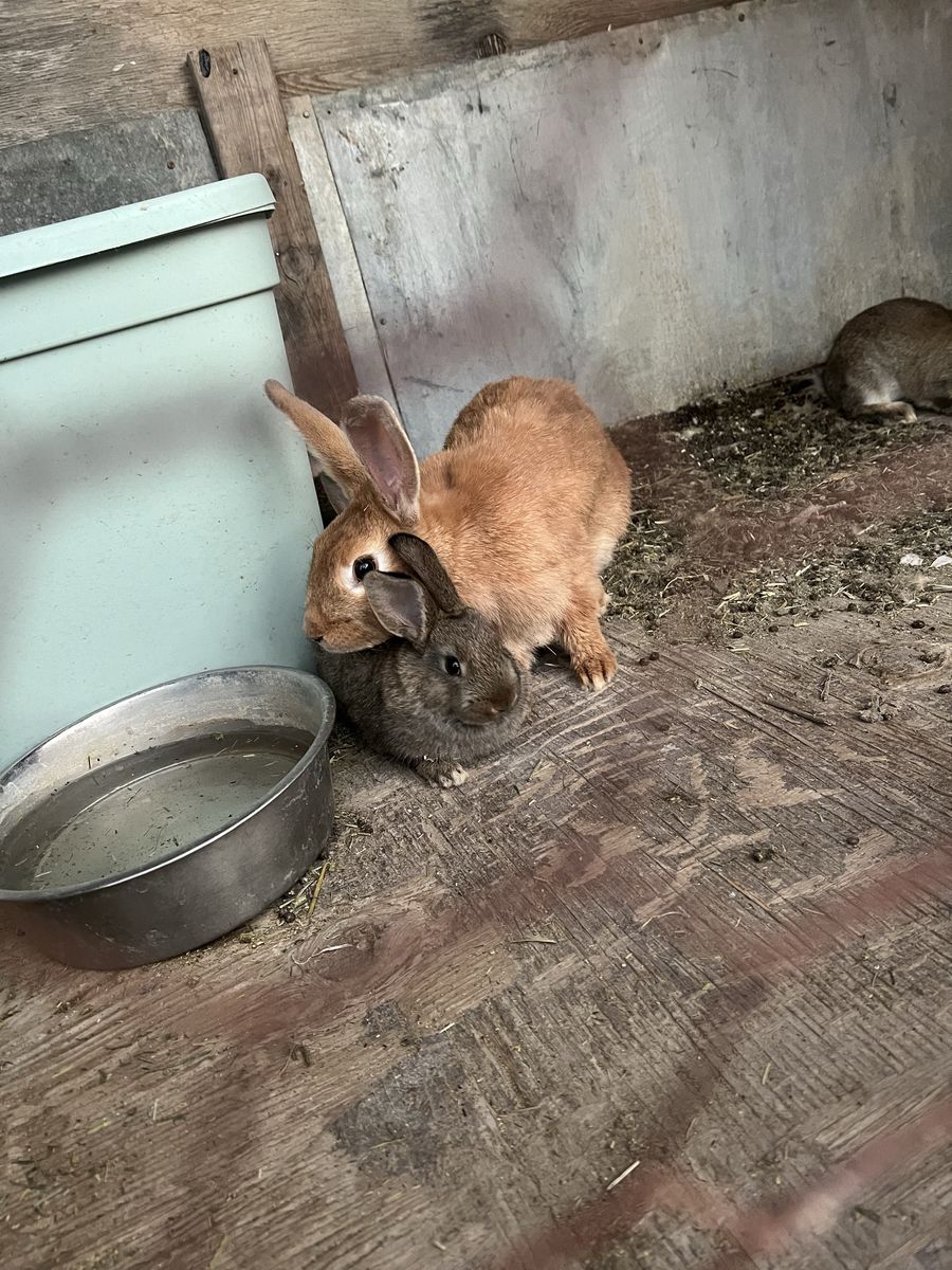 New Zealand Bunnies for Sale - Various Colors - Meat Rabbits