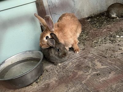 New Zealand Bunnies for Sale - Various Colors - Meat Rabbits