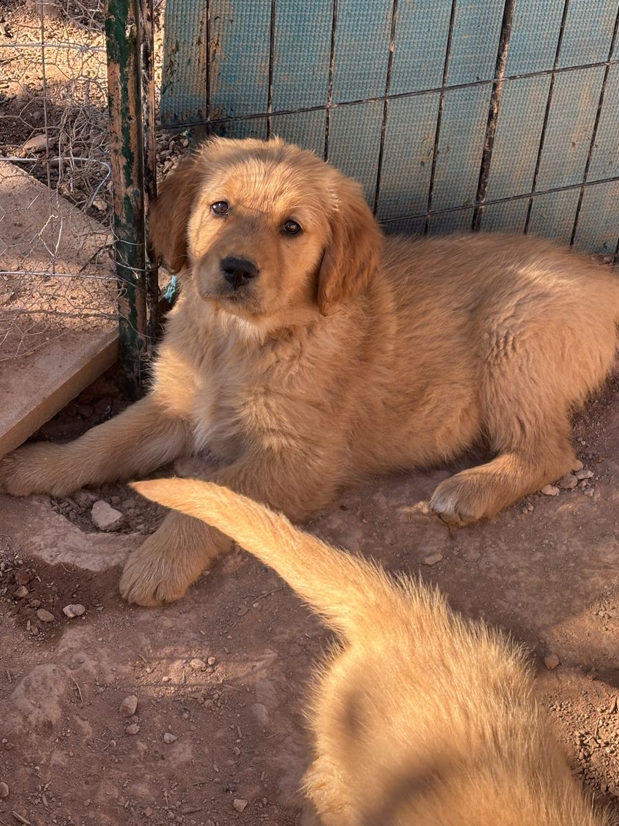 AKC Golden Retriever Puppies