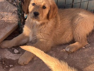 AKC Golden Retriever Puppies