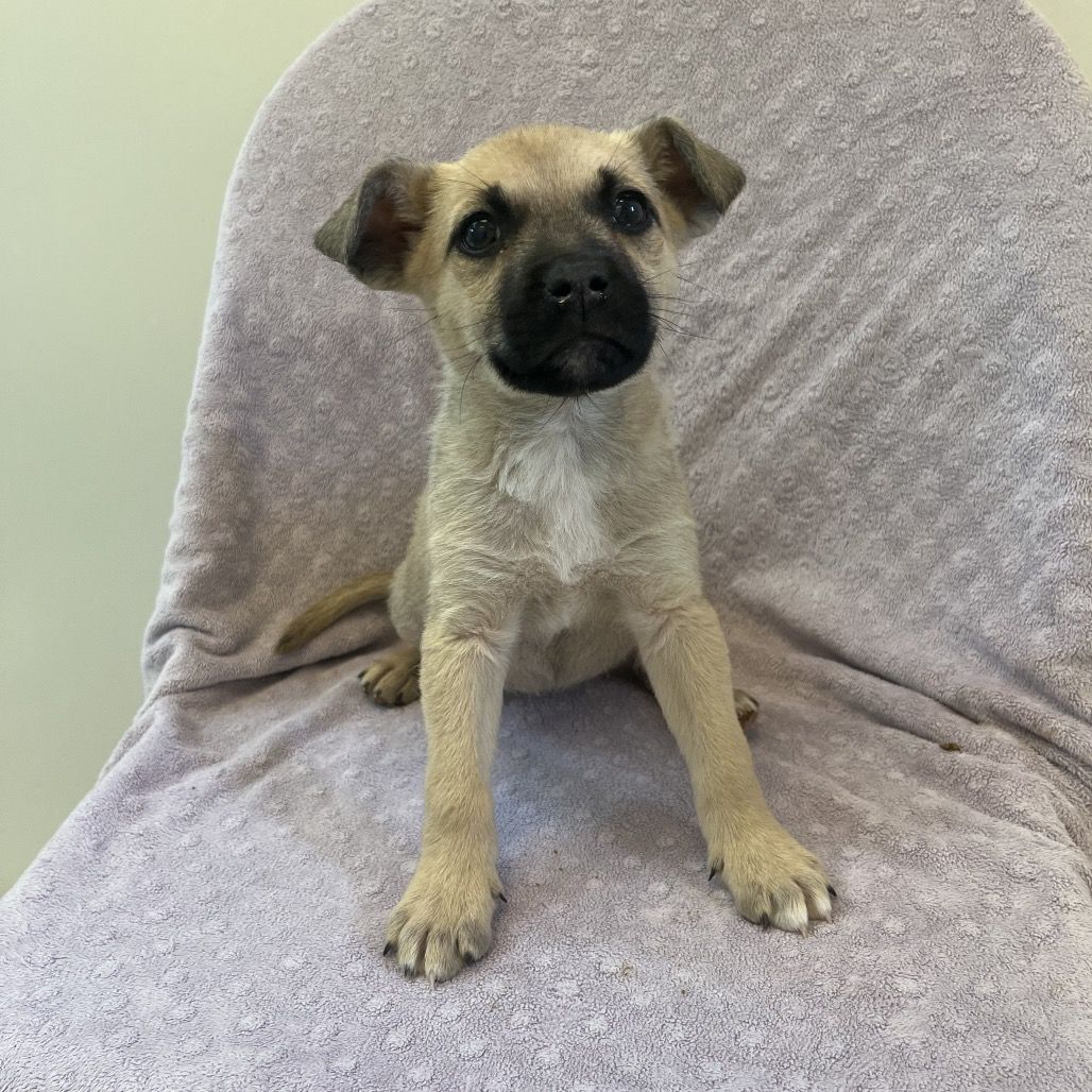 Hello my name is Lemonhead