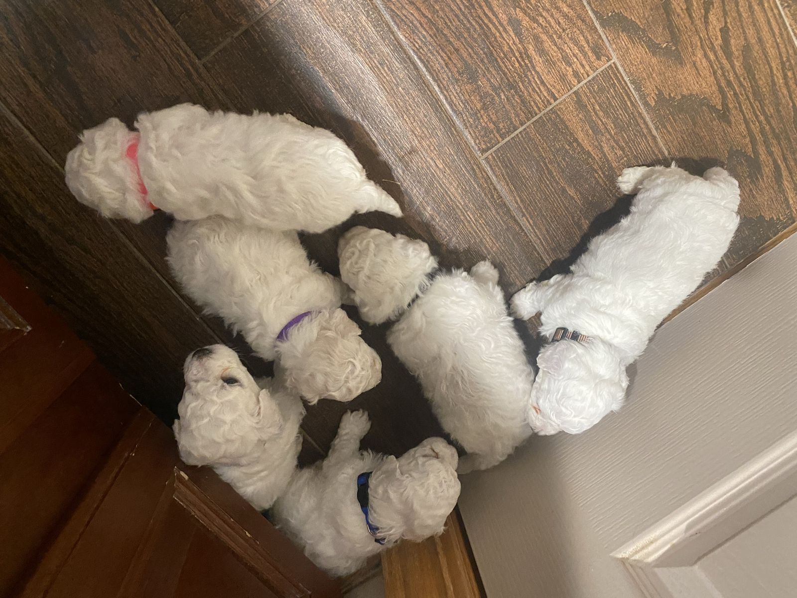 Purebred Bichon Frise Puppies - 4 males & 2 females