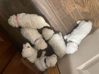 Purebred Bichon Frise Puppies - 4 males & 2 females