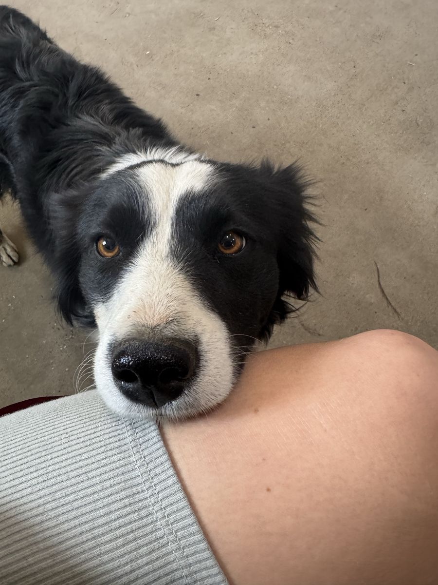 Mini miniature Border collie poodle border doodle borderdoodle hypoallergenic non-shedding puppies smart