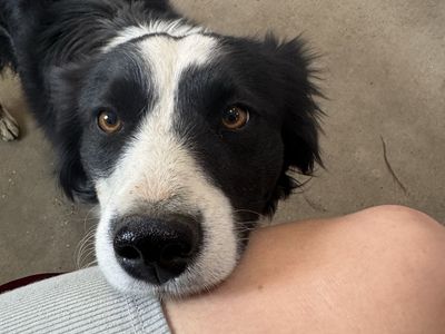 Mini miniature Border collie poodle border doodle borderdoodle hypoallergenic non-shedding puppies smart