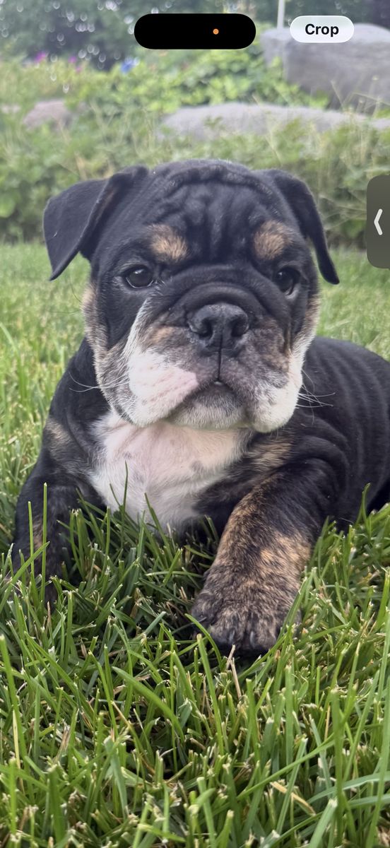 Beautiful AKC English Bulldog