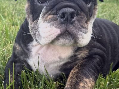 Beautiful AKC English Bulldog