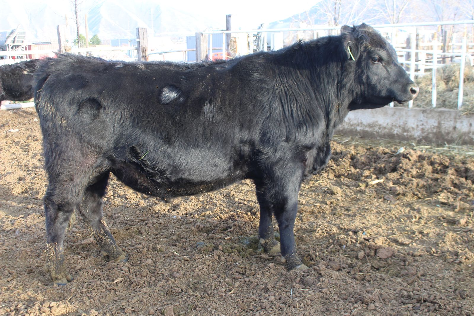 Black Angus Bull
