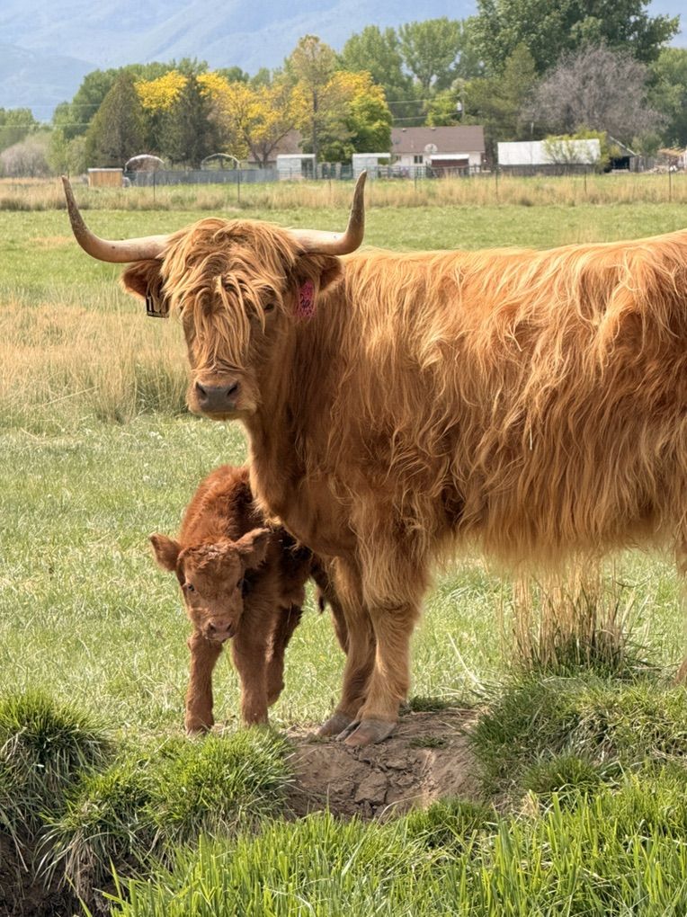 Scottish Highland Cow And Bull Calf