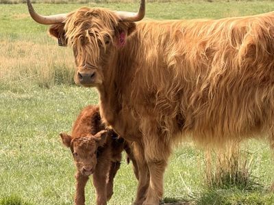 Scottish Highland Cow And Bull Calf