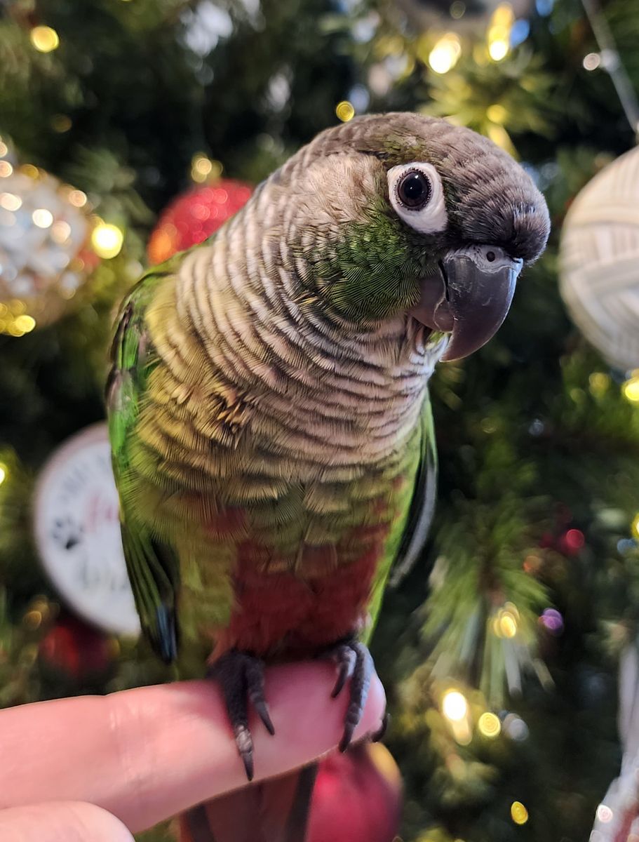 Male Green Cheek Conure