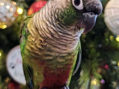 Male Green Cheek Conure
