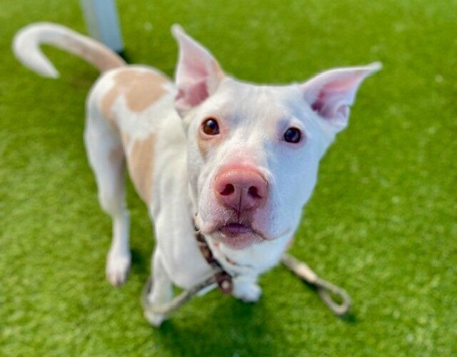 A159761 Edgar is Available for Adoption!